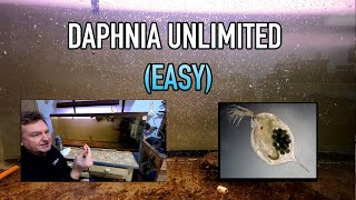 How I Raise Daphnia Water Fleas And You Can Too [upl. by Covell]