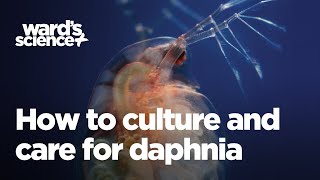 Caring and Culturing for Daphnia [upl. by Tobi]