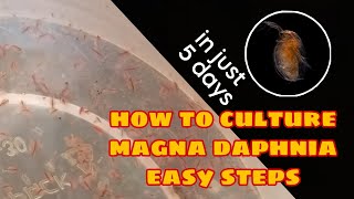 How to Culture Magna Daphnia Easily [upl. by Gyasi]