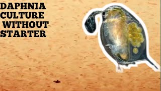 HOW TO CULTURE DAPHNIA NATURALLY WITHOUT A STARTER [upl. by Aihsakal]