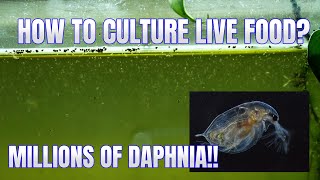 How to Culture Daphnia Secret Method to Breed MILLIONS  Simply Aquatic [upl. by Ylrebmyk]