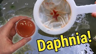 How I Culture Daphnia In Outdoor Tubs [upl. by Creigh]