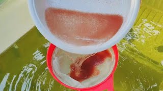 How to culture daphnia  Daphnia culture  How to grow daphnia outdoor [upl. by Sakiv]