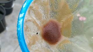 How to culture daphnia moina in a small container Part 1 English Subtitle [upl. by Adnara568]