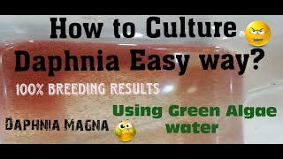 Daphnia MagnaHow to Culture Daphnia Easy wayCulturing Daphnia using Green water Daphnia [upl. by Currier]