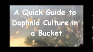 How to culture daphnia outside [upl. by Cirdek]