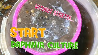 How to culture daphnia moina the easy way 1  Starting the Daphnia culture [upl. by Ycak769]