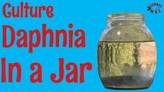 How to Culture Daphnia in a Jar [upl. by Fransisco]