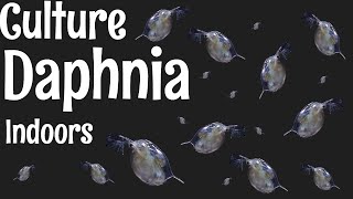 How to Culture Daphnia [upl. by Biddle]