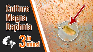 How to culture DAPHNIA MAGNA  The easy way [upl. by Fred]