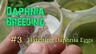 Daphnia Culture made simple and easy 3  Hatching Daphnia eggs [upl. by Kessel]