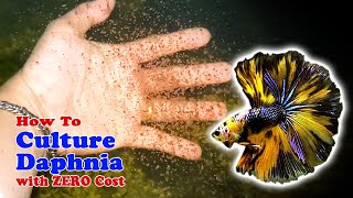 How to Culture Daphnia with ZERO Cost  Unlimited Live Food For Our Fish [upl. by Tabbitha]