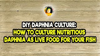 DIY Daphnia Culture How to Culture Nutritious Daphnia as Live Food for Your Fish [upl. by Rez]