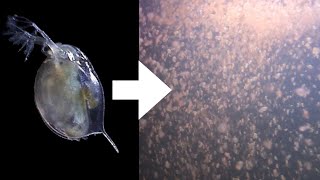 How I Culture Daphnia [upl. by Fisuoy]