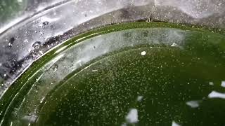 DAPHNIA MOINA CULTURE IN A SMALL BUCKET [upl. by Akisej]