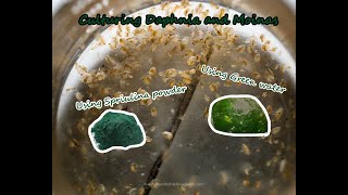 How To Culture Daphnia and Moinas using Green Water Spirulina powder [upl. by Bruni]