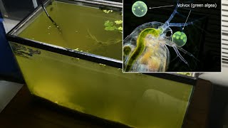 Raising Daphnia for the Freshwater Aquarium [upl. by Nnyleuqcaj]