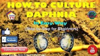 HOW TO CULTURE DAPHNIA In Easy Way [upl. by Anelrahs]